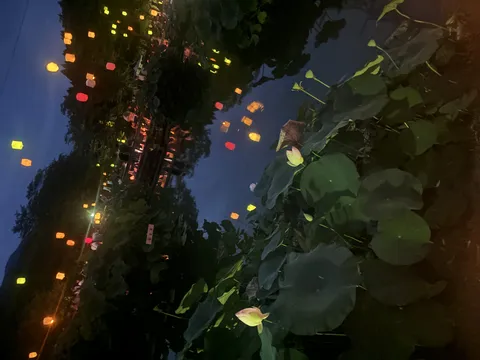 夜を彩る幻想的な水辺の光