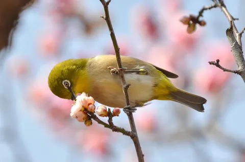 一心不乱！お花の蜜にご執心