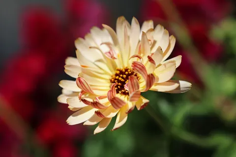 柔らかな光の花弁アンサンブル