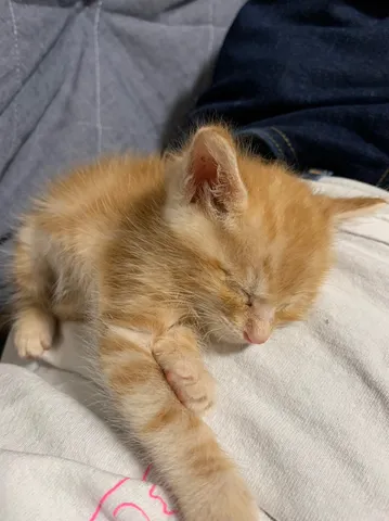 すやすや、子猫