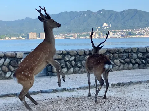 鹿乱闘