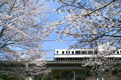 桜と共走、春の旅列車