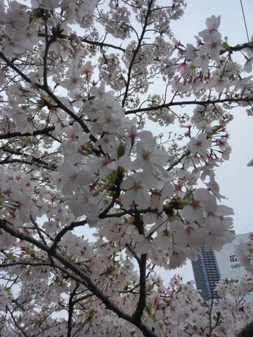 春の訪れ、満開の桜
