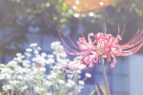 光を抱く紅い一花