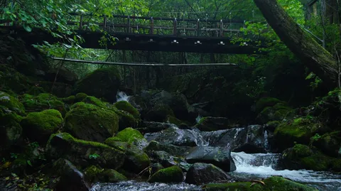 苔むす渓流の静寂