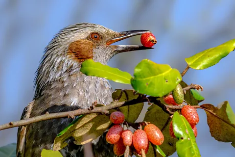 鳥さんと赤い実の食卓
