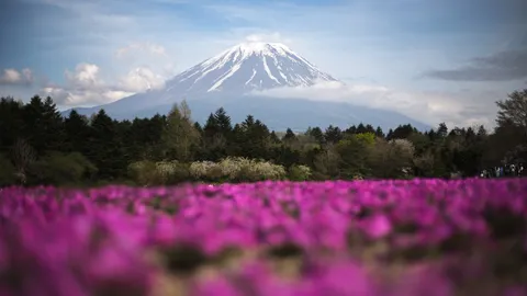 ピンクの絨毯と雪化粧の富士山