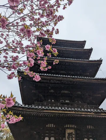 淡き桜と古刹の静寂