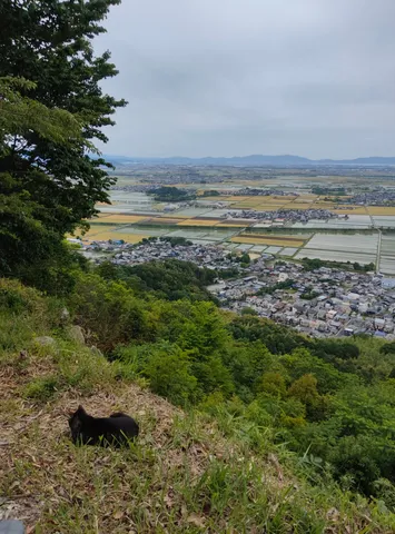 猫がいる高台からの絶景
