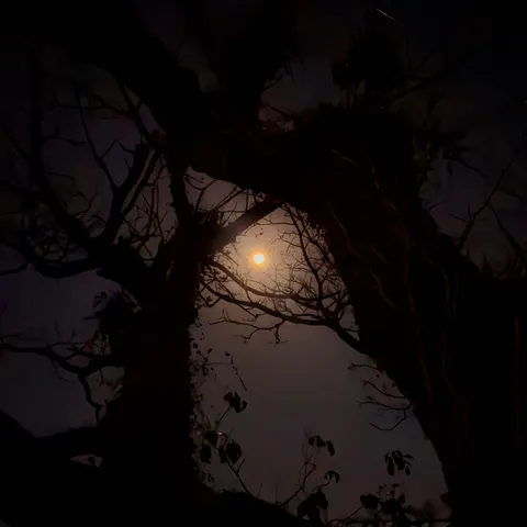 木漏れ月、悪くない夜