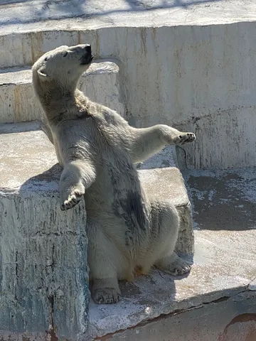 石段でくつろぐ白い熊