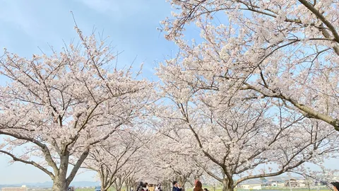 青空と桜の回廊