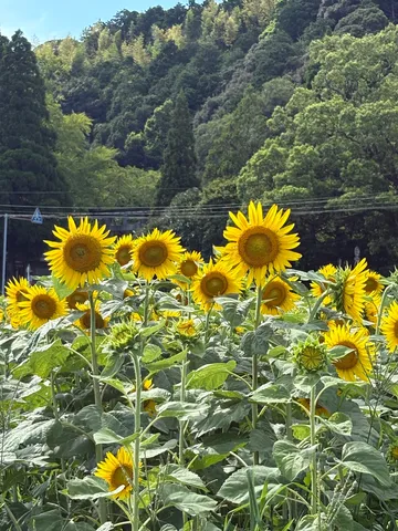 夏の陽を浴びるひまわり畑