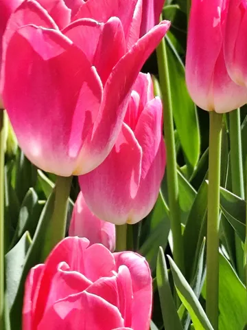 陽光に映えるピンクの華