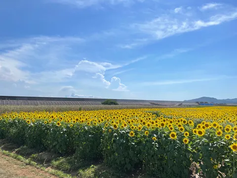 ひまわり畑と青い空のコントラスト