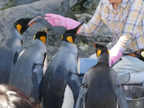 ペンギンへの愛情たっぷりお食事タイム