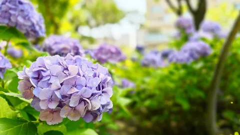 紫陽花の優しく揺れる季節