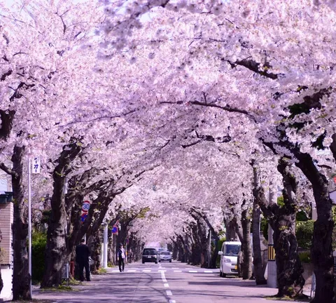 桜のトンネル、春の風