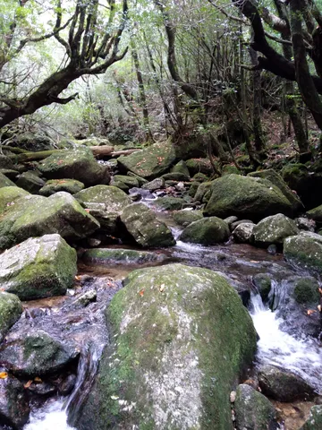 苔むす森と清流の道