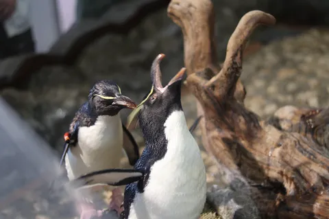 ペンギンたちの熱い主張