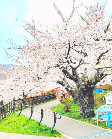 満開の桜と春の賑わい