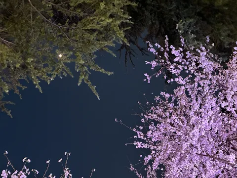 夜空を彩る夜桜と緑