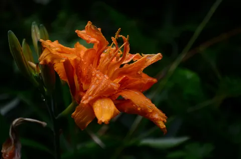 雨粒きらめく、鮮やかなオレンジ色の花