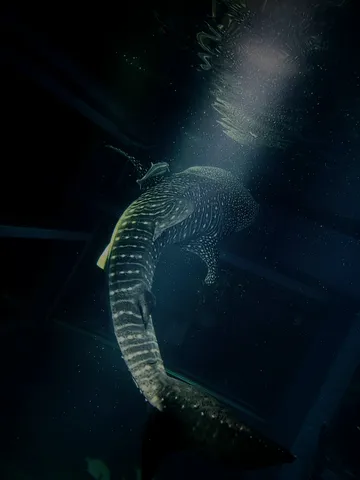 悠久の海を泳ぐ大いなる影