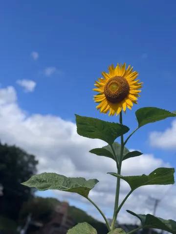 「青いなぁ。」
