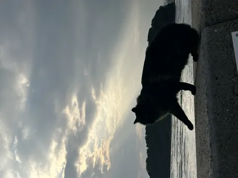 光の道を行く猫