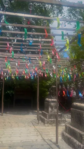 風に揺れる夏の彩り