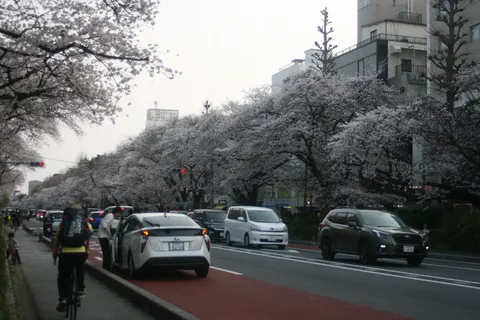 桜並木が美しい日常の道