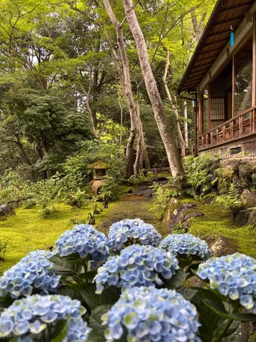 雨上がり、紫陽花と静寂の庭