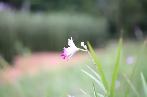 控えめだけど視線泥棒な花