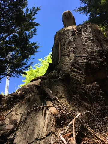 大木の上の静かなる住人
