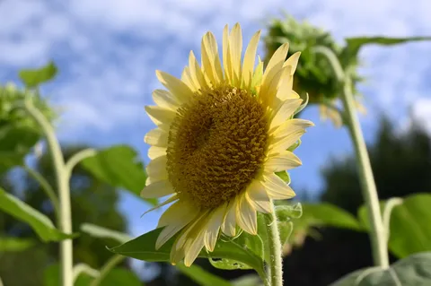 夏の訪れ、ひまわりと青空