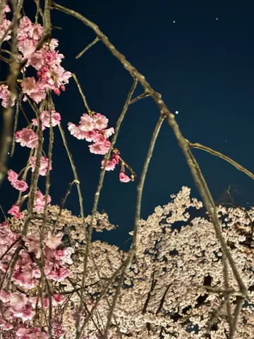 夜桜、星降る雫
