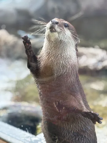 おねだり？可愛いカワウソの立ち姿