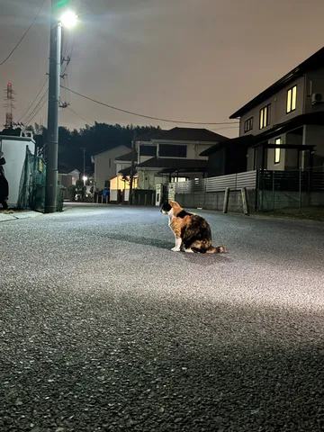夜道に佇む猫、街灯の光に照らされて