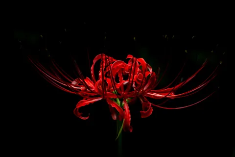 真紅の線香花火