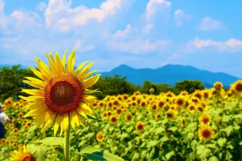 夏を彩るひまわり畑