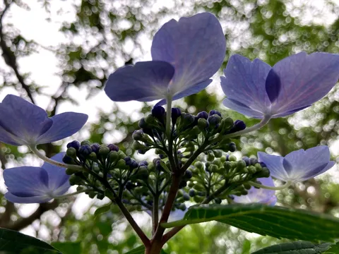 紫陽花の蕾、開花前の息吹