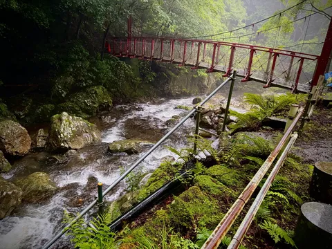 霧深き森の吊り橋、探検の始まり