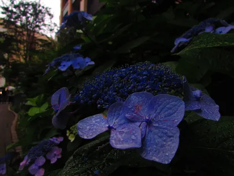 雨粒きらめく紫陽花の神秘