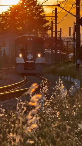 夕暮れ列車、草花の囁き