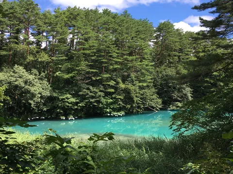 森に浮かぶ青い秘密