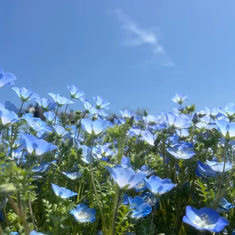 空と溶け合う青い絨毯