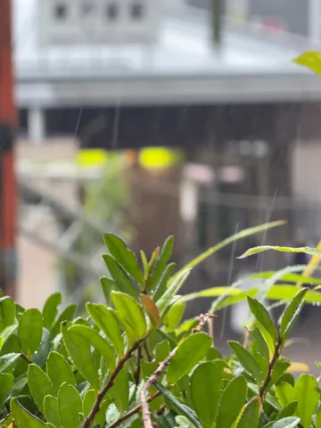 雨と緑のささやき