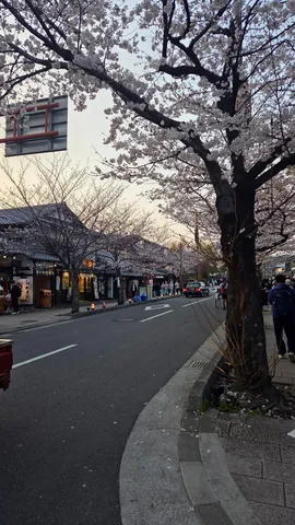 春風に舞う花びらと古都の情景