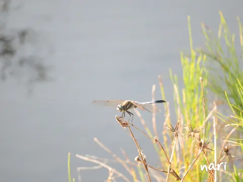 水辺に浮かぶ風の虫